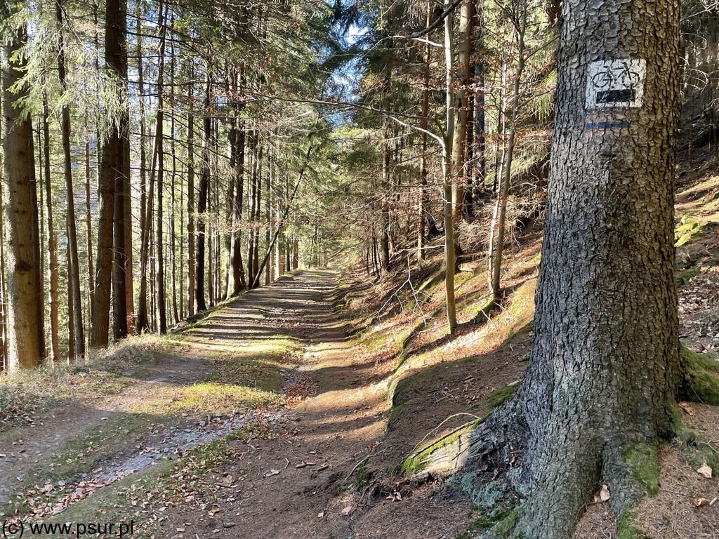 Leśna droga, na drzewie znakowany szlak