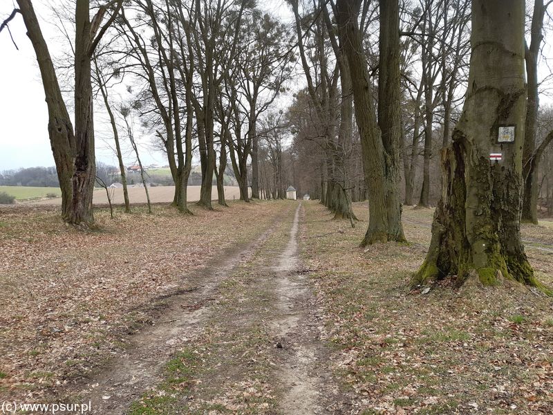 Polna droga, kapliczki po boku