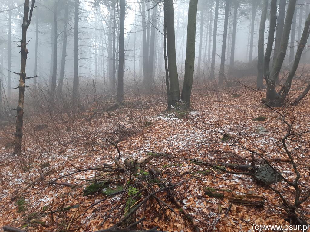 Jesienny las z ledwie widocznymi płatami śniegu