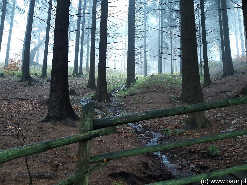 Strumień wśrod górskiego lasu