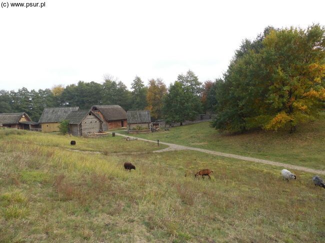 Widok na chaty, na łące pasą się zwierzęta