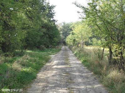 Polna droga na Kociej Górze