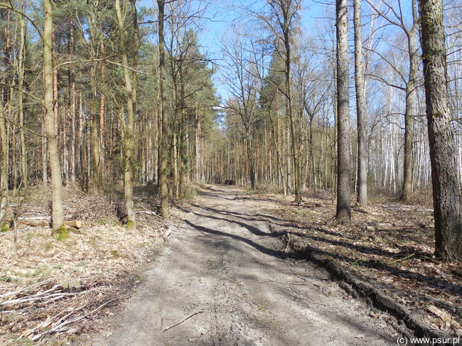 Droga w lesie wczesną wiosną, mało zieleni, dużo słońca