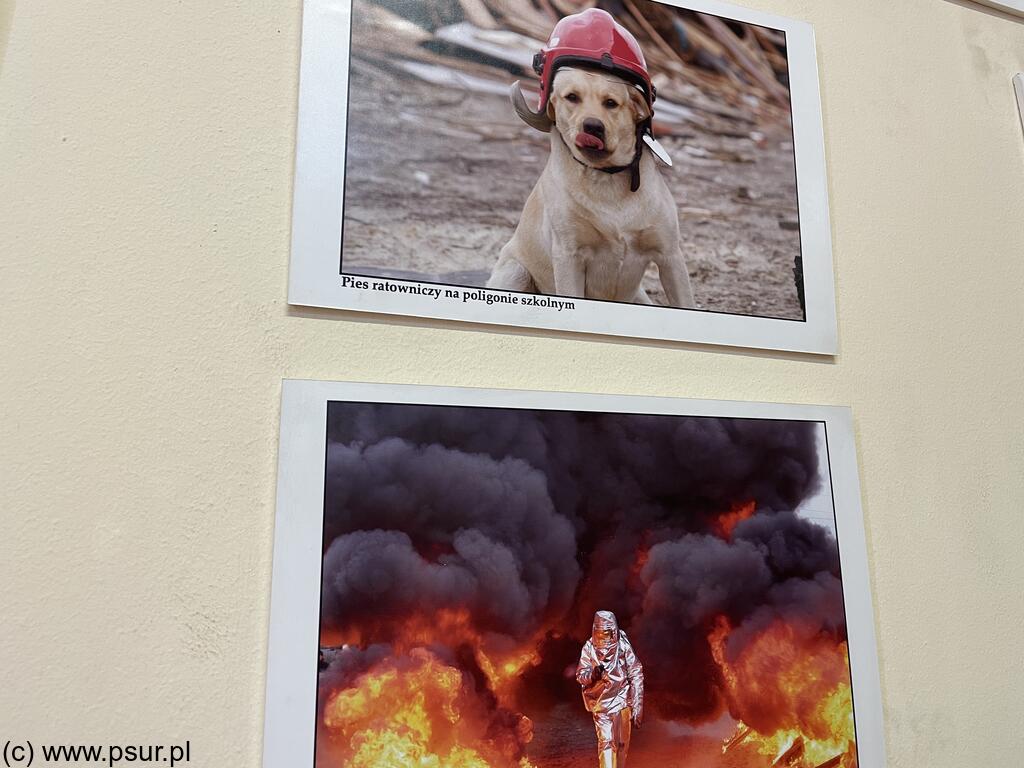 Zdjęcia psa w hełmie i strażaka w ogniu