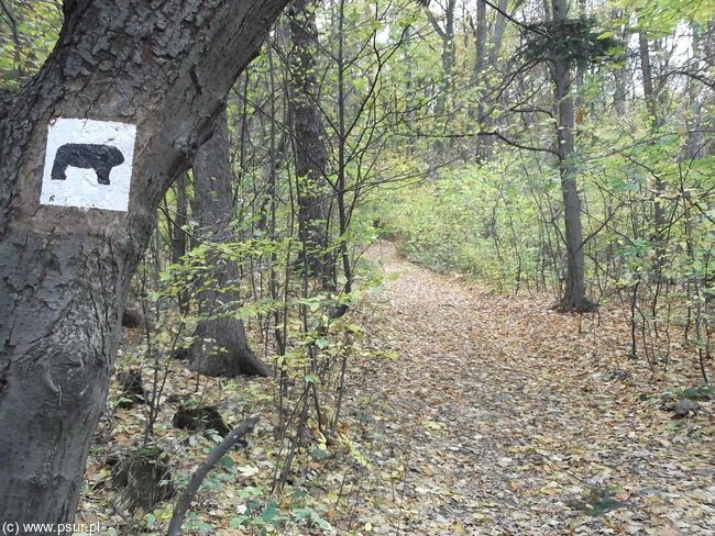 Oznaczenie szlaku na drzewie, w tle ścieżka