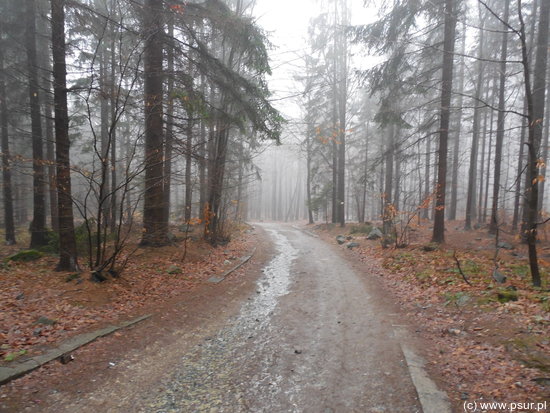 Deszcz, mgła i droga w lesie iglastym