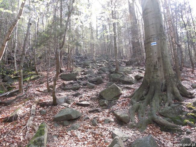 Kamienista ścieżka pod górę, las