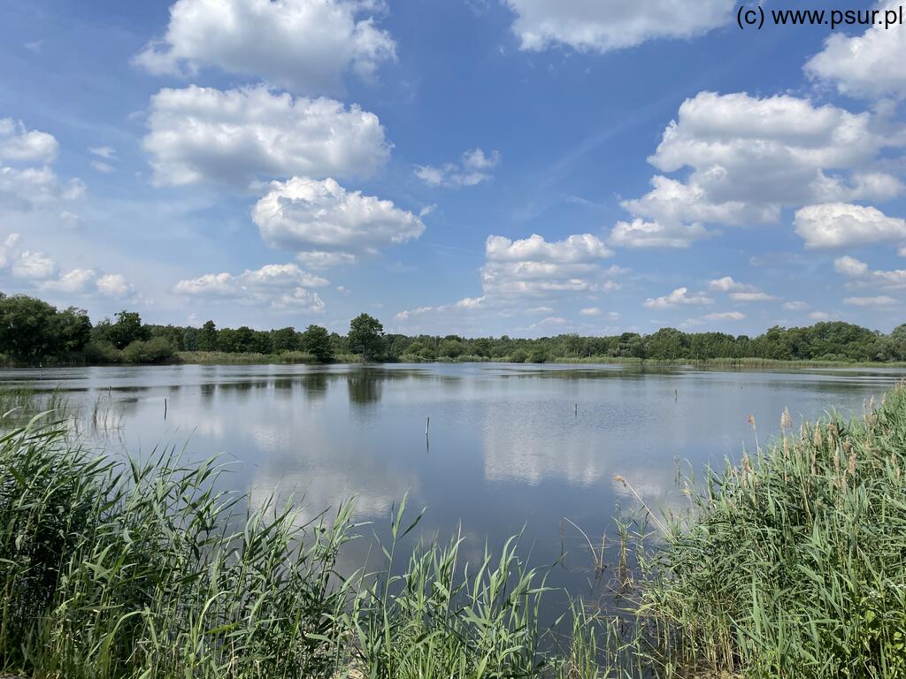 Staw otoczony zielenią