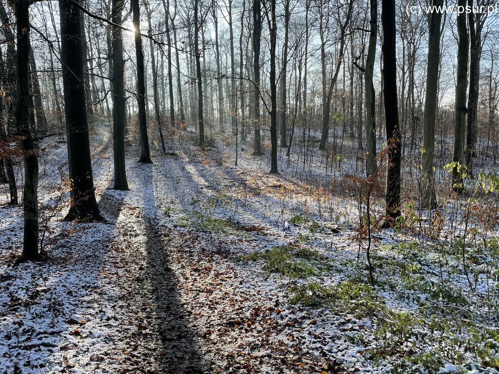 Lekki śnieg w lesie