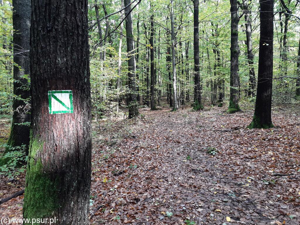 Leśna ścieżka, na drzewie oznakowanie