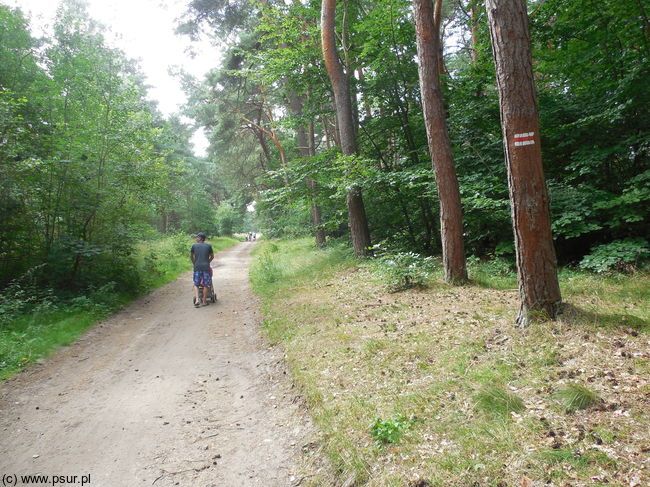 Leśna droga, oznakowana czerwonym szlakiem